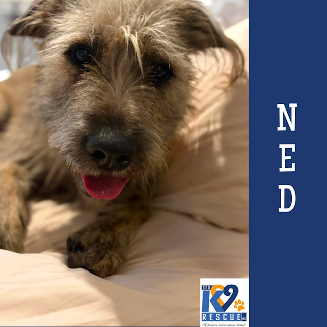 Photo of Ned