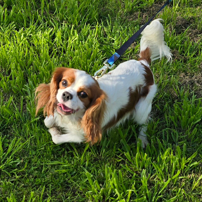 Photo of Bolt