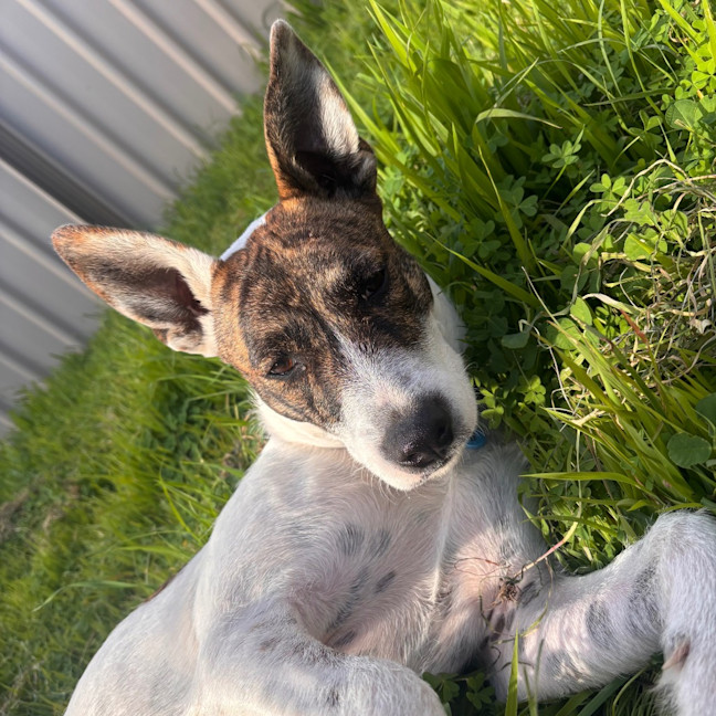Photo of Missy