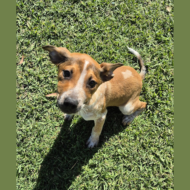 Photo of Dozer