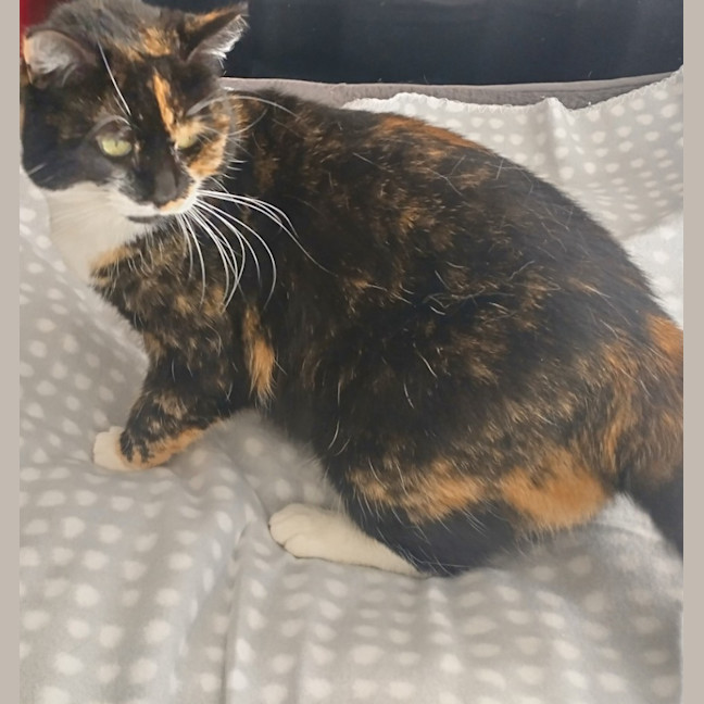 Photo of Booboo