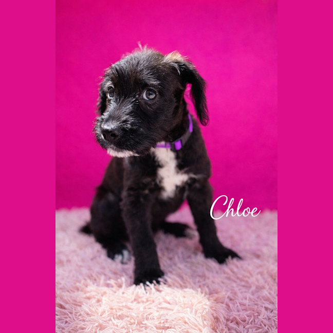 Photo of Chloe