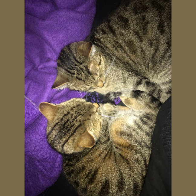 Photo of Bunny And Max (Bonded Pair)