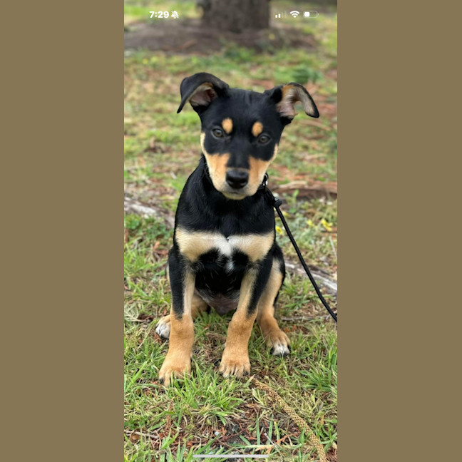 Photo of Jelly Bean