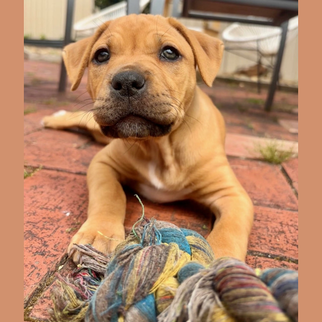 Photo of Winnie Roo