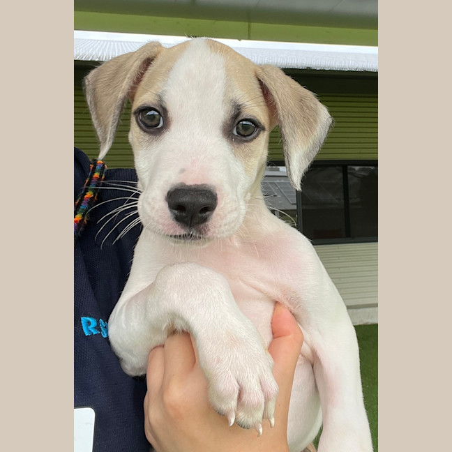Photo of Willow