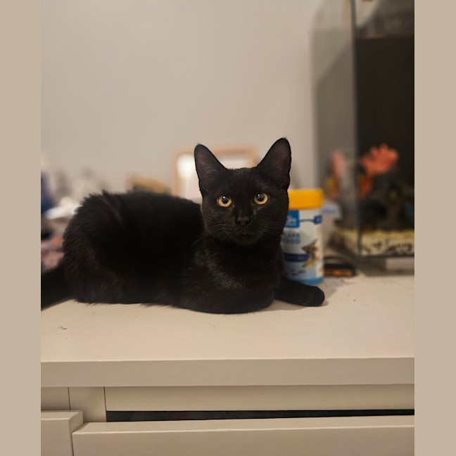 Photo of Misty