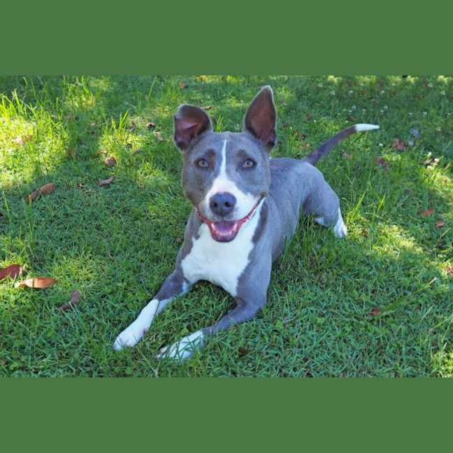 Photo of Bluey