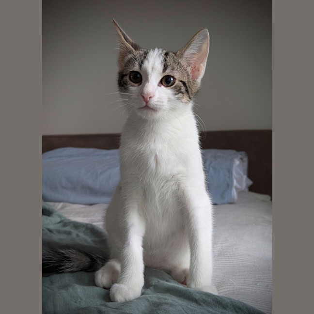 Photo of Sage