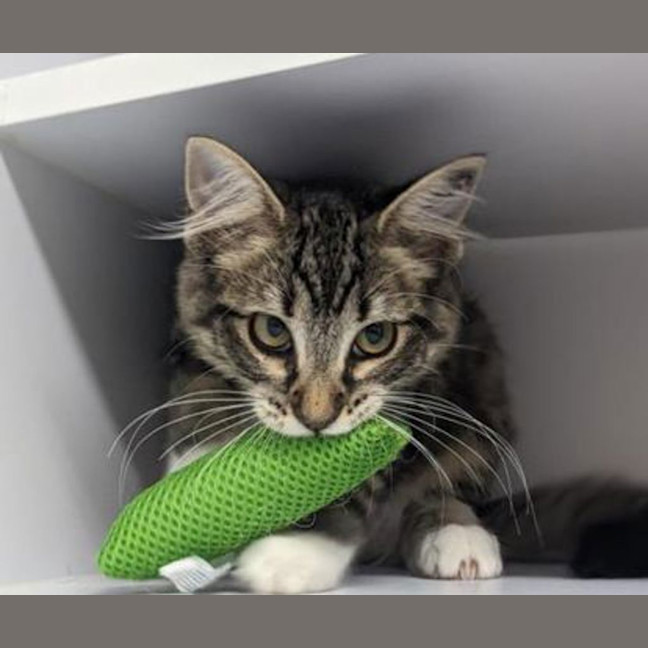 Photo of Lady Warhammer