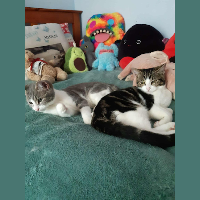 Photo of Peri And Pebbles