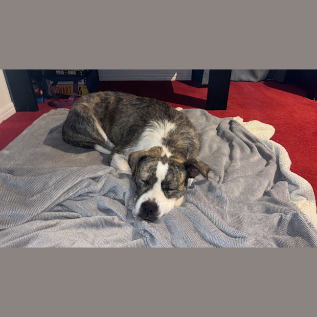 Photo of Lucy *$350 Adoption Fee*