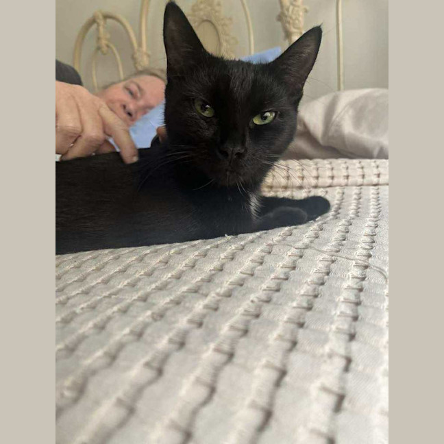 Photo of Inky* 9 Lives Project Rescue*