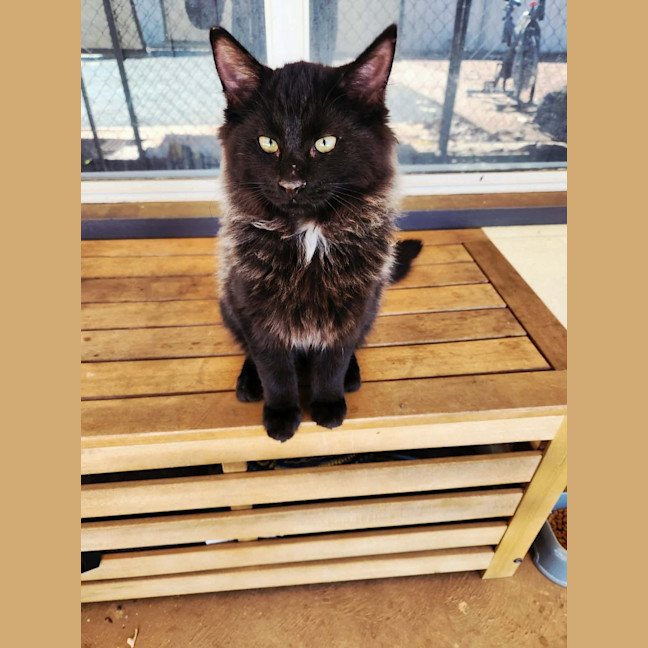 Photo of Phoenix