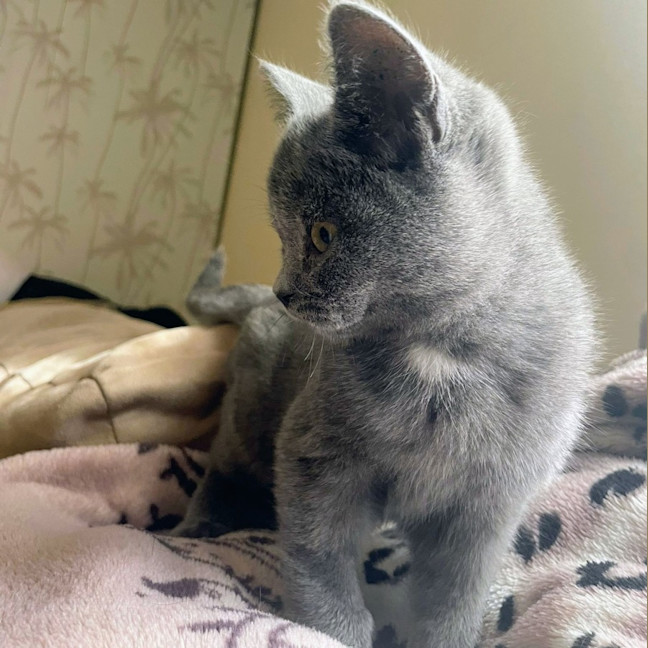 Photo of Dione