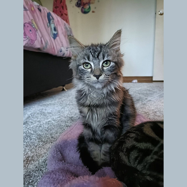 Photo of Milo