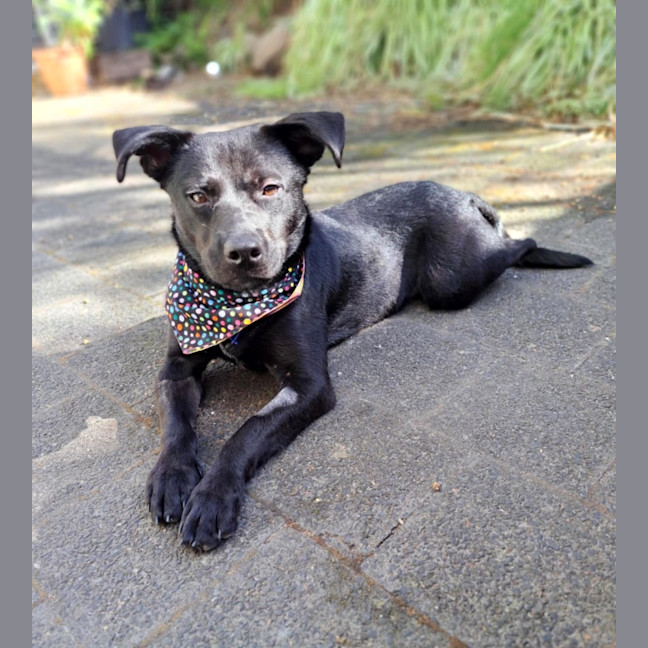 Photo of Pepper   3 Year Old Staffy X