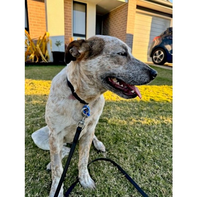 Photo of Smoky *$350 Adoption Fee*