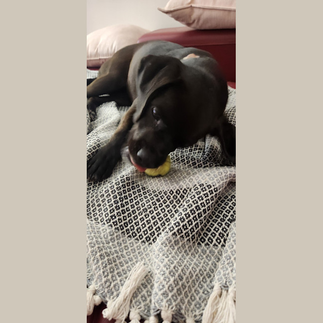 Photo of Poppy   2 Year Old Pug X Beagle