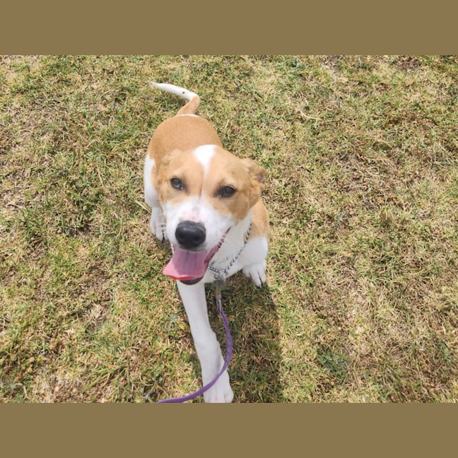 Photo of Patch (64540)