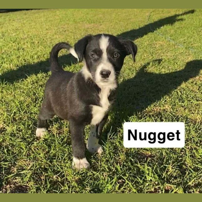 Photo of Nugget ~ 8 Week Old, Border Collie X Puppy, Male