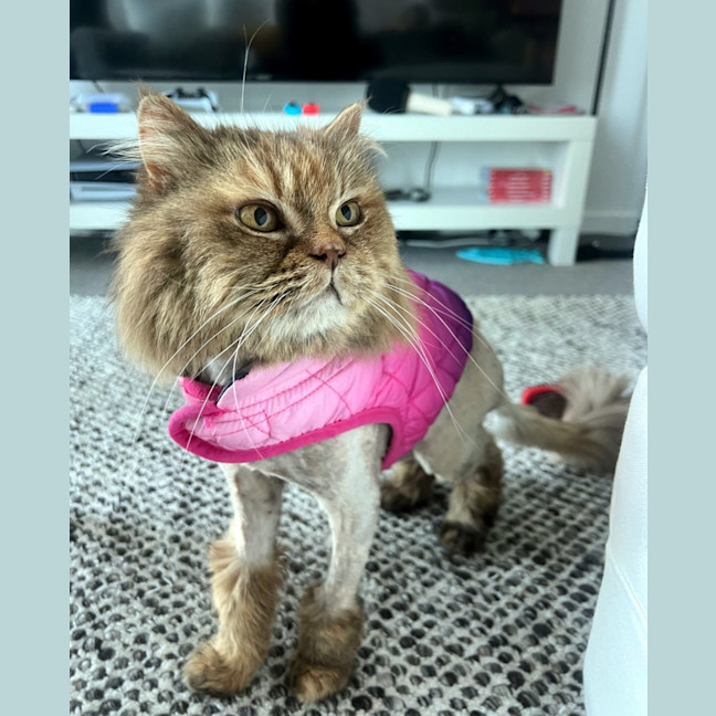 Photo of Jinx Rsua009776