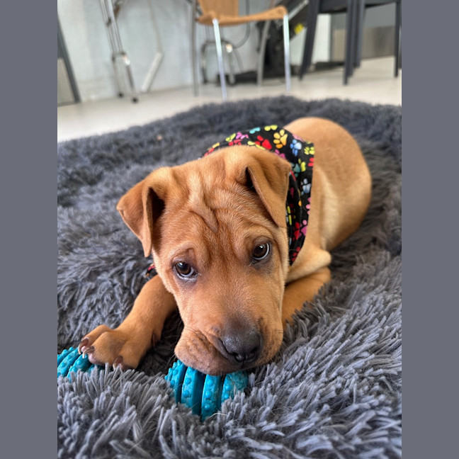Photo of Yoshi