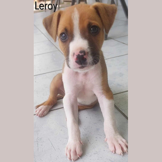Photo of Leroy