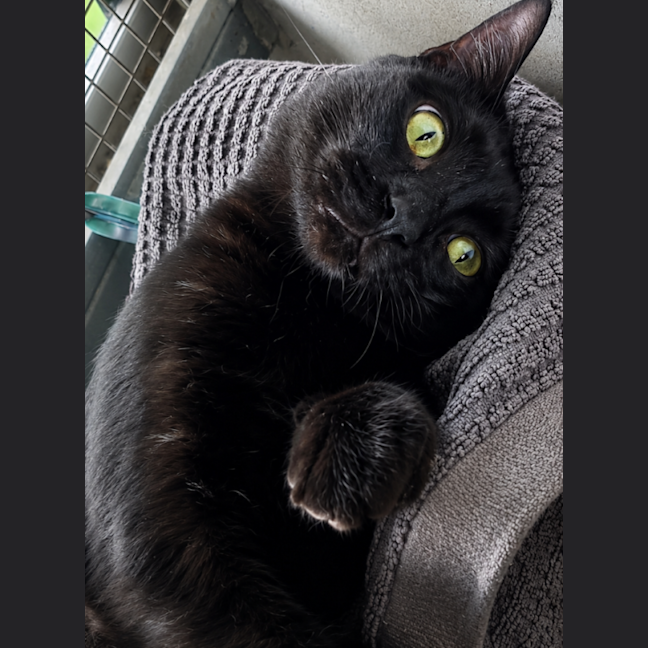 Photo of Obi