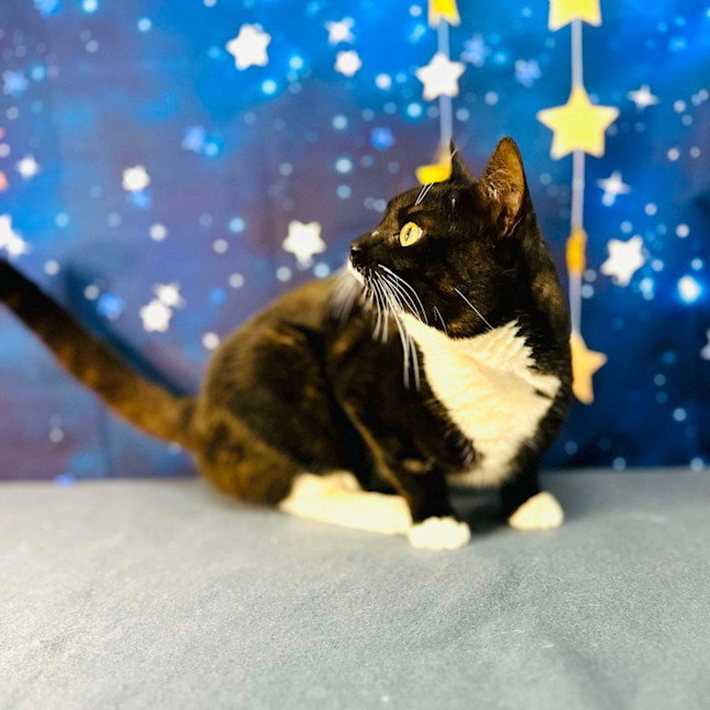 Photo of Flint   Located In Keilor Downs