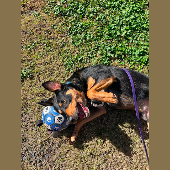 Photo of Draco