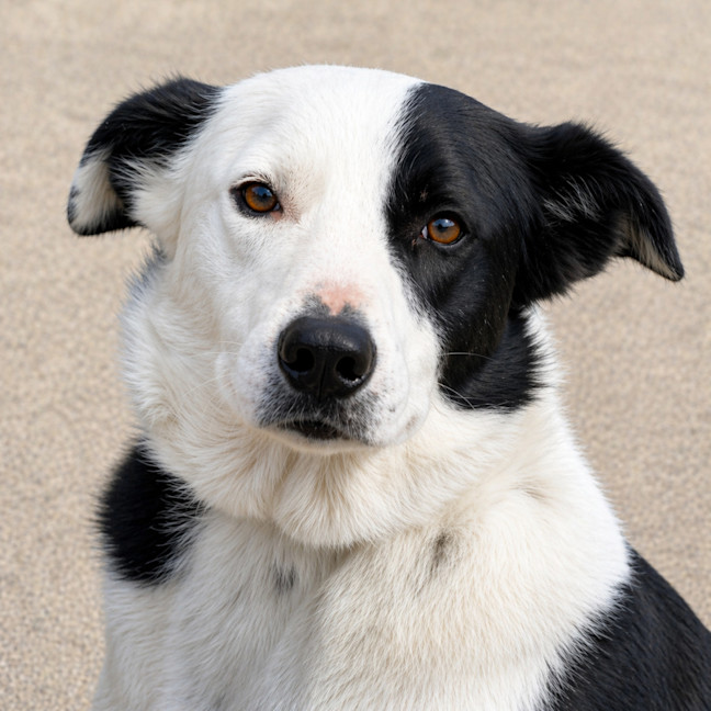 Photo of Koda