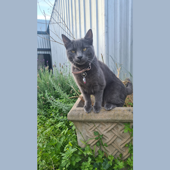 Photo of Isla – The Velvet Paw Dictator