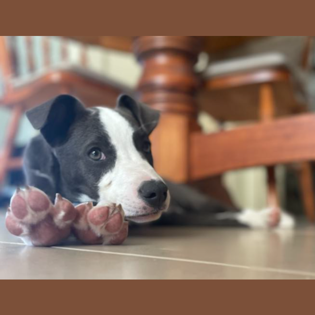 Photo of Dakota