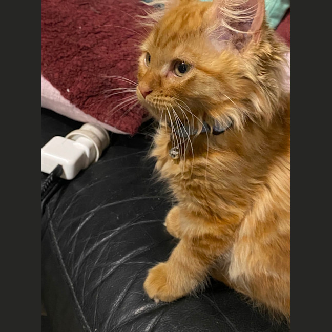 Photo of Oliver. Meet Me At Pet Stock Chelsea