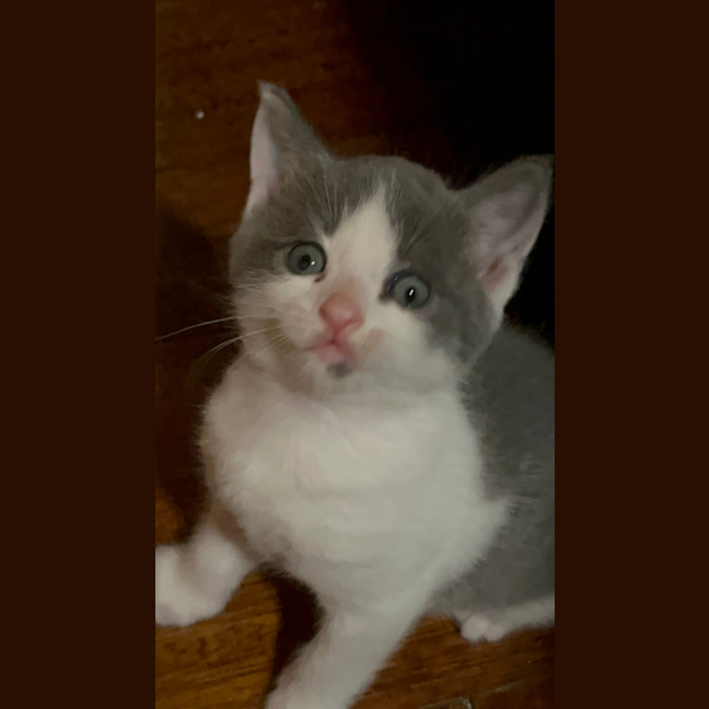 Photo of Spike