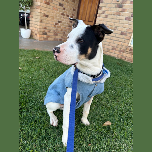 Photo of Moose