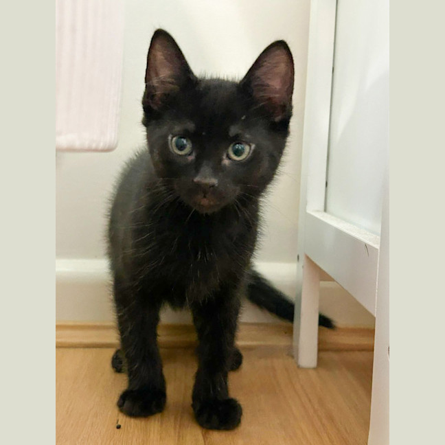 Photo of Womby