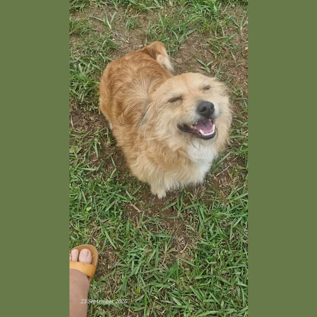 Photo of Rex