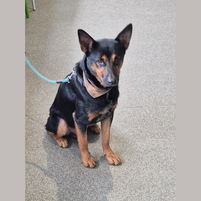 Photo of Cujo