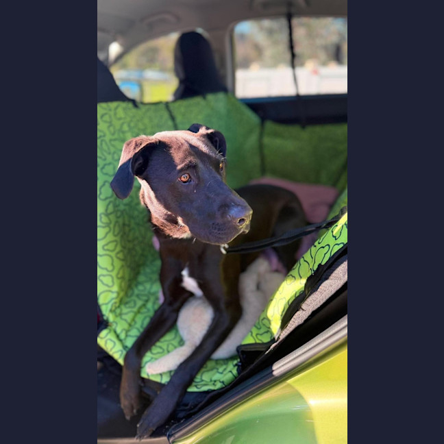Photo of Whisky