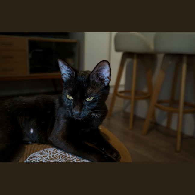 Photo of C1365 Tabitha