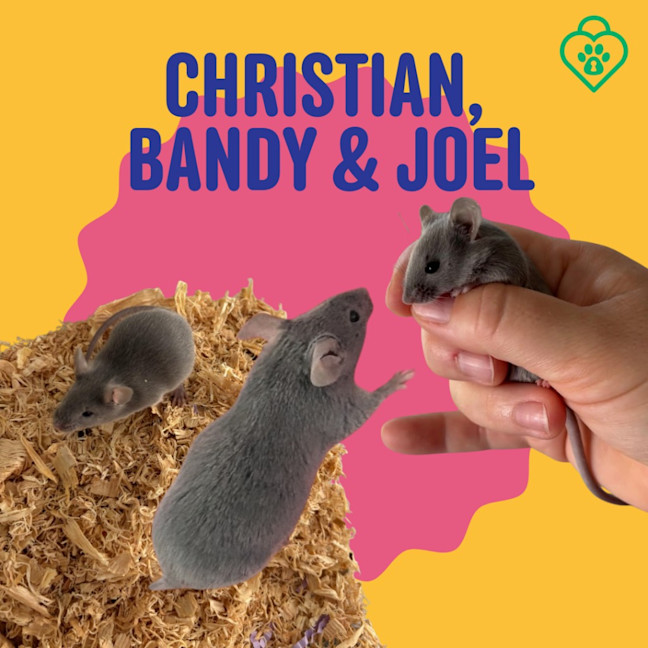 Photo of Joel / Christian Grey / Bandy