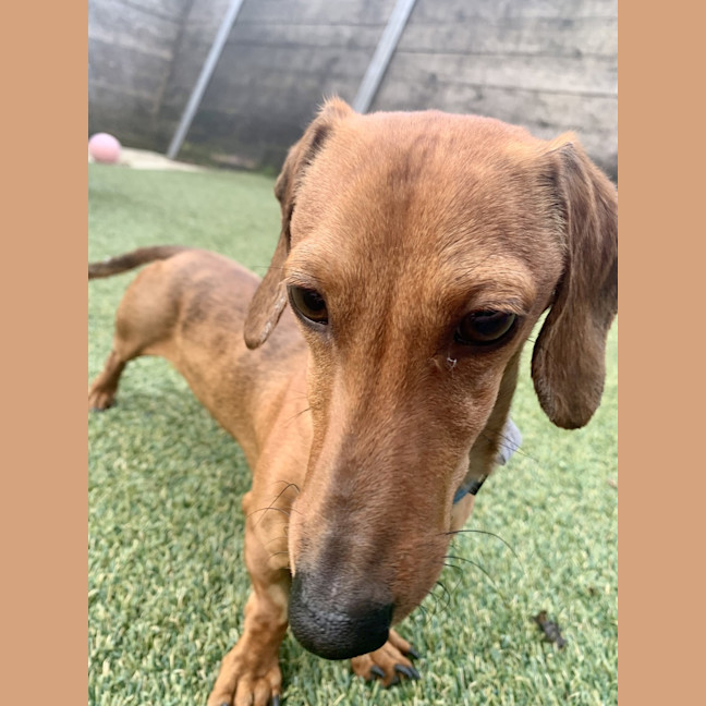 Photo of Rusty