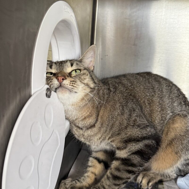 Photo of Butterball Brown