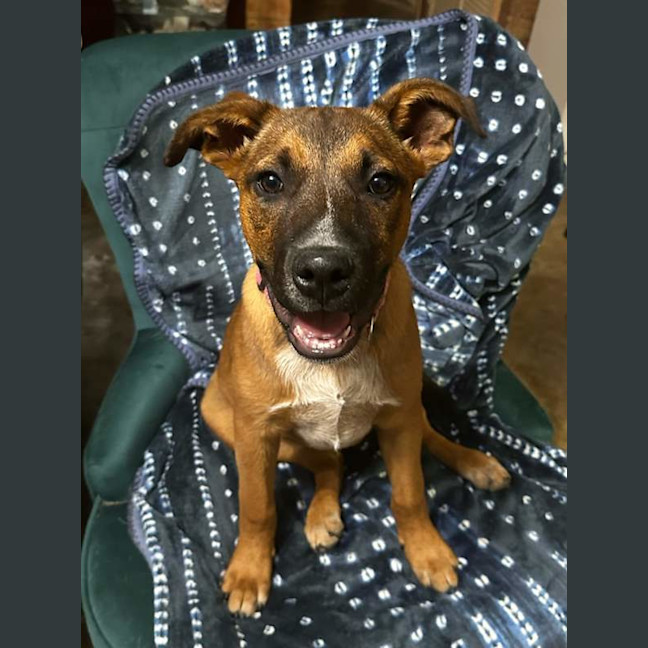 Photo of Rocco