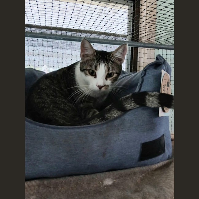 Photo of Lobo (Aka Obie)💗