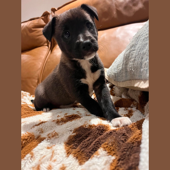 Photo of Sootie