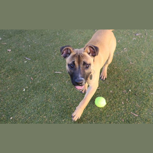 Photo of Mutt Damon