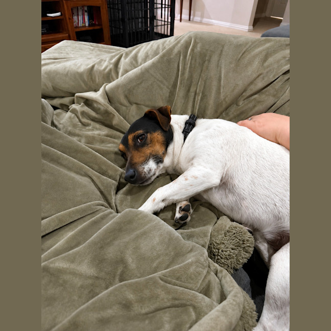 Photo of Max (Aka Remi)
